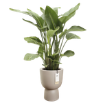 amber coupe 35cm greige